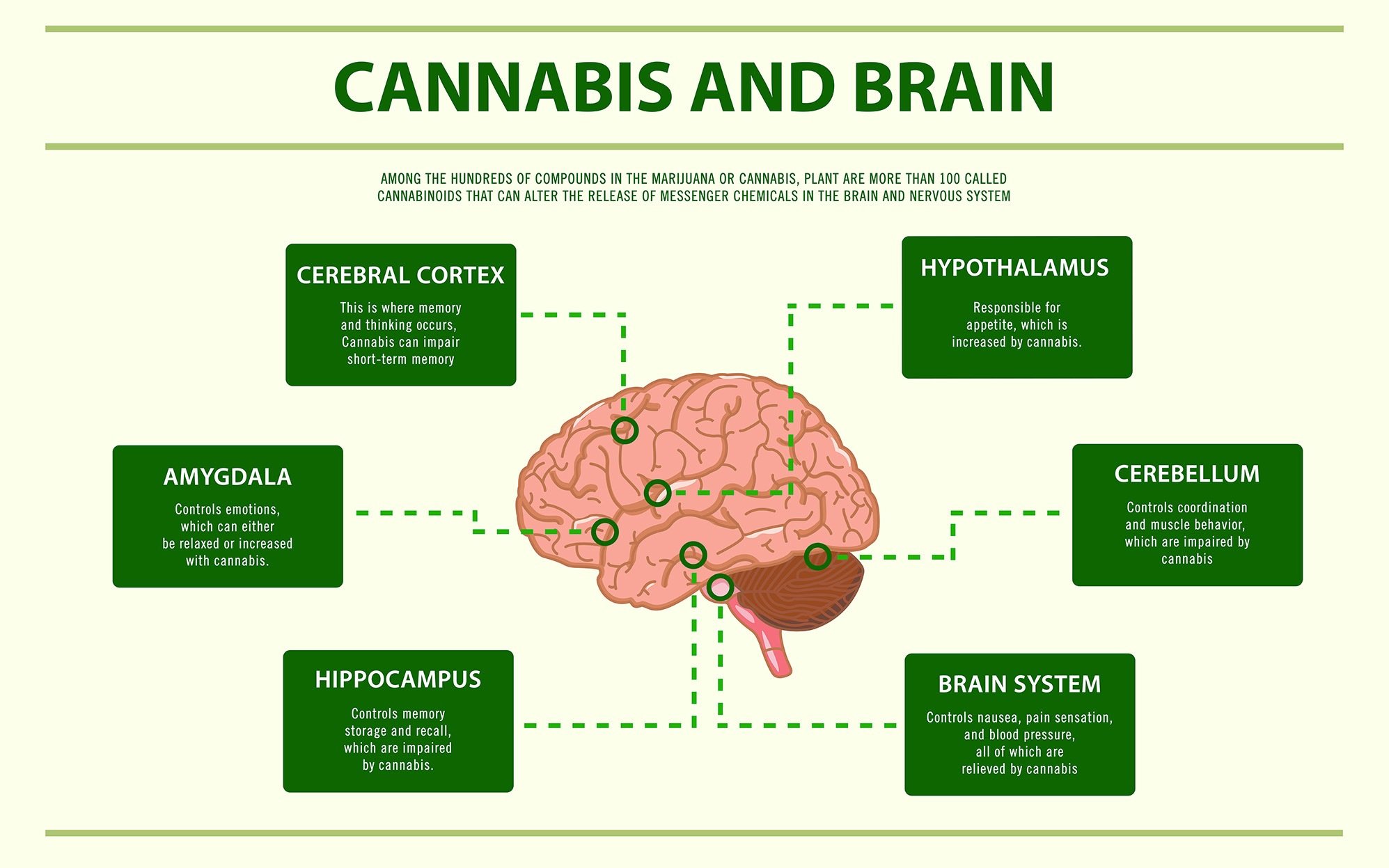 What Effects Does THC Have on a Developing Baby Brain: A Comprehensive Guide